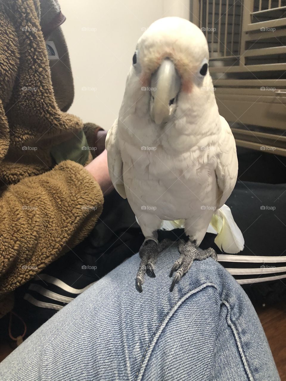 A pink and yellow Cockatoo stands excitedly on my lap and smiles for the camera!