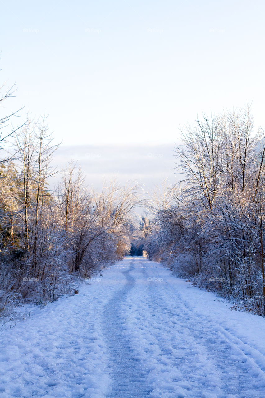 A winter walking path through a frozen forest at golden hour