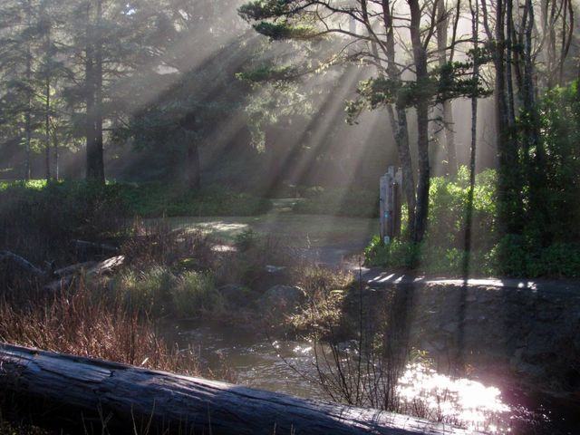 Fogarty Creek State Recreation Area Oregon 