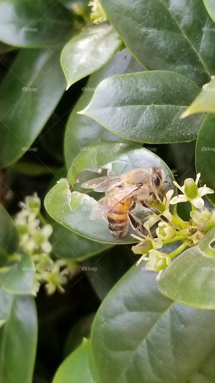 bees in spring