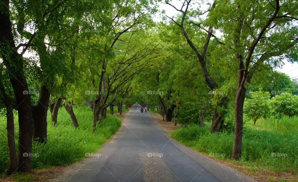 Trees growing each side of the road