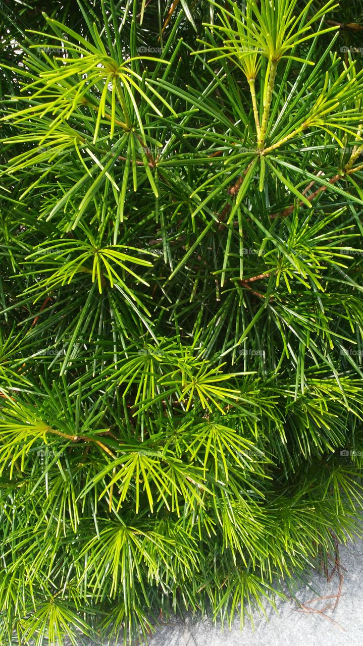 summer time freshness