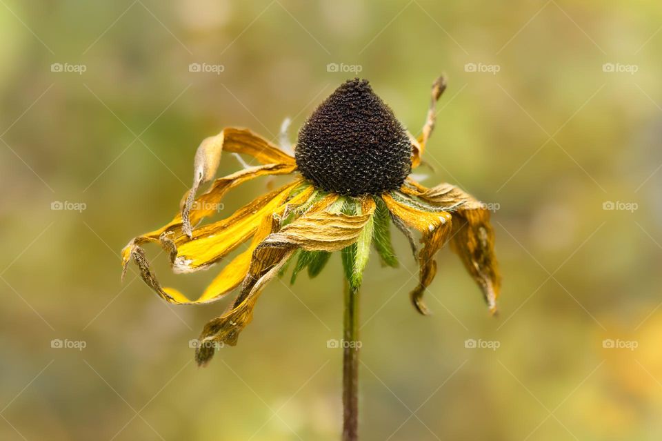 Yellow coneflower 