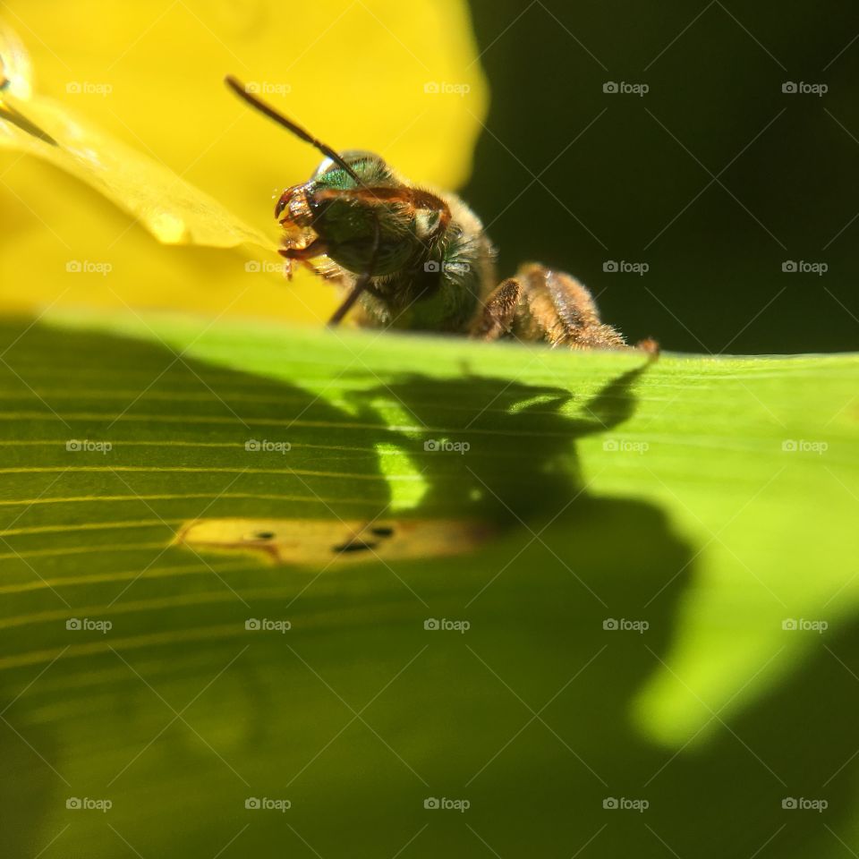 Green-headed bee closeup on leaf with shadow  grooming after a summer rain shower series