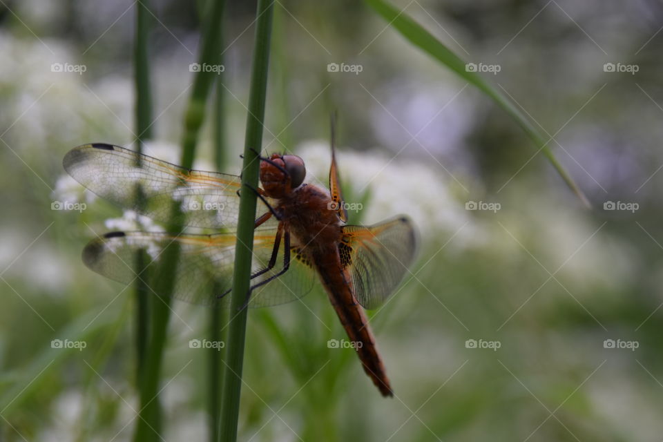 Libelle am Grashalm
