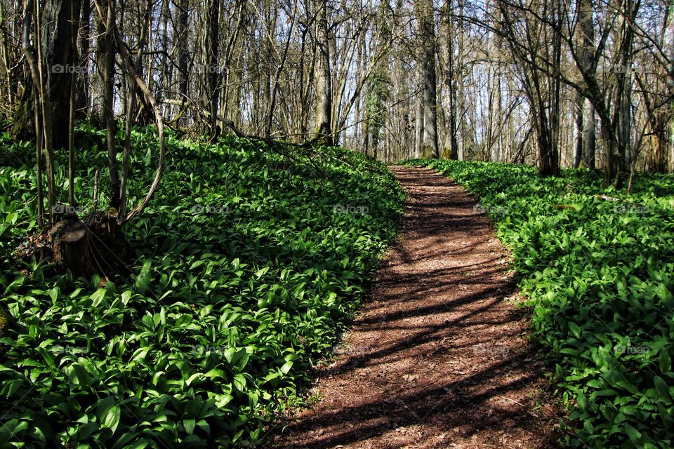 Young wild garlic growing in the forest along the way