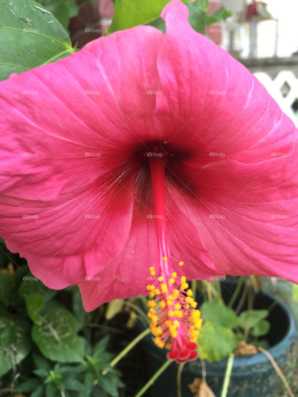 My hibiscus one of my favorites of all time! I had this bush about three years and it still lovely.