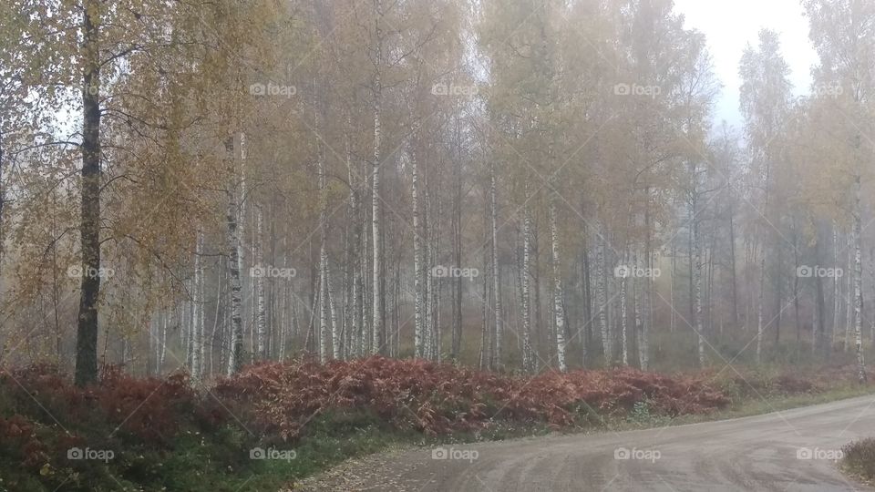 View of autumn trees during foggy day