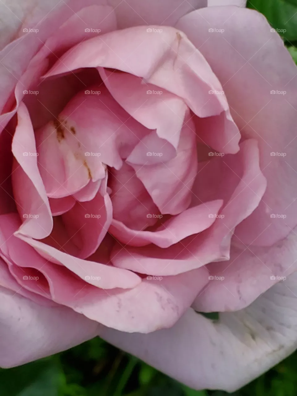 pink, pastel, rose
