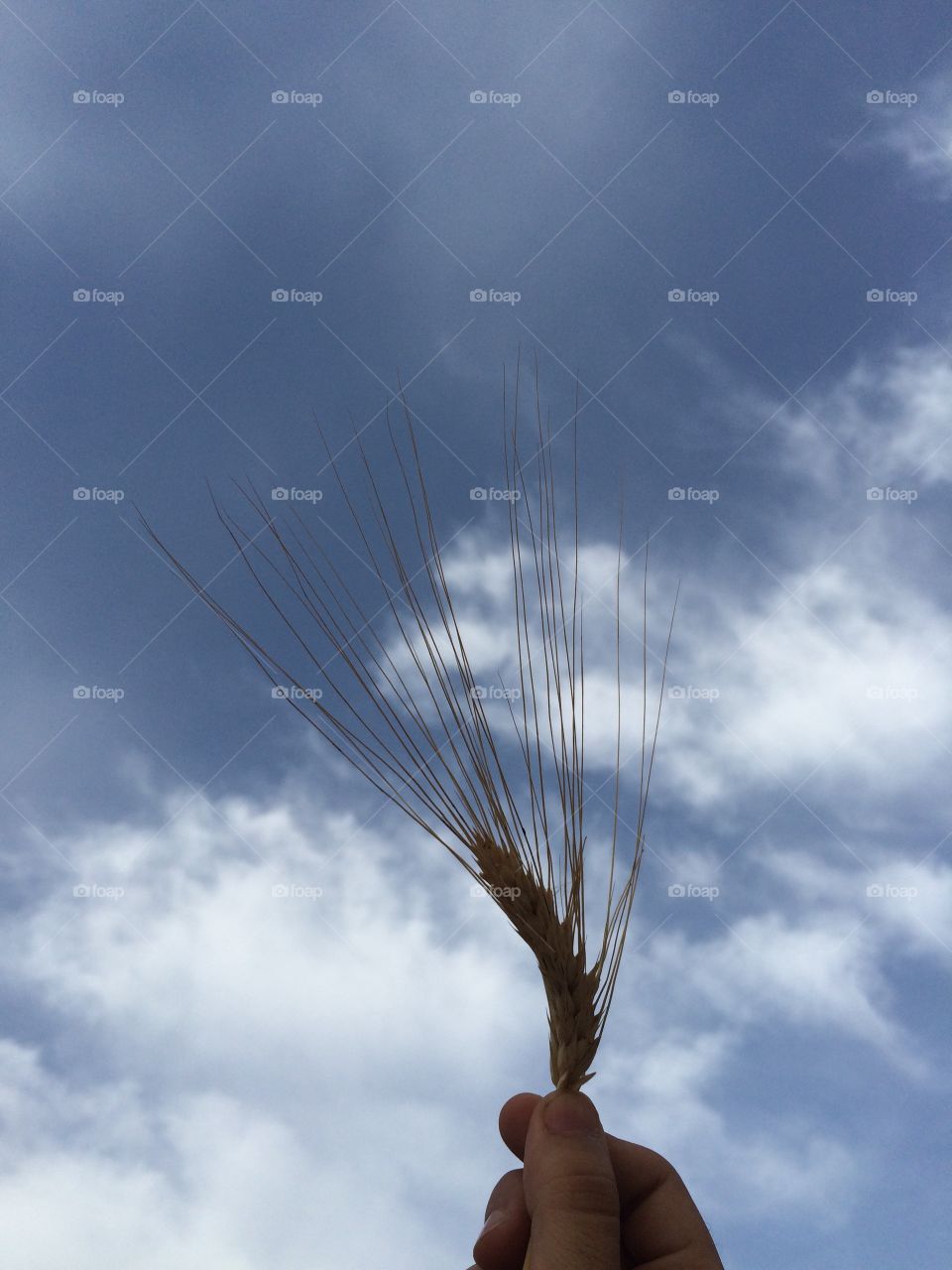 hand holding wheat . hand holding wheat in front of the sky