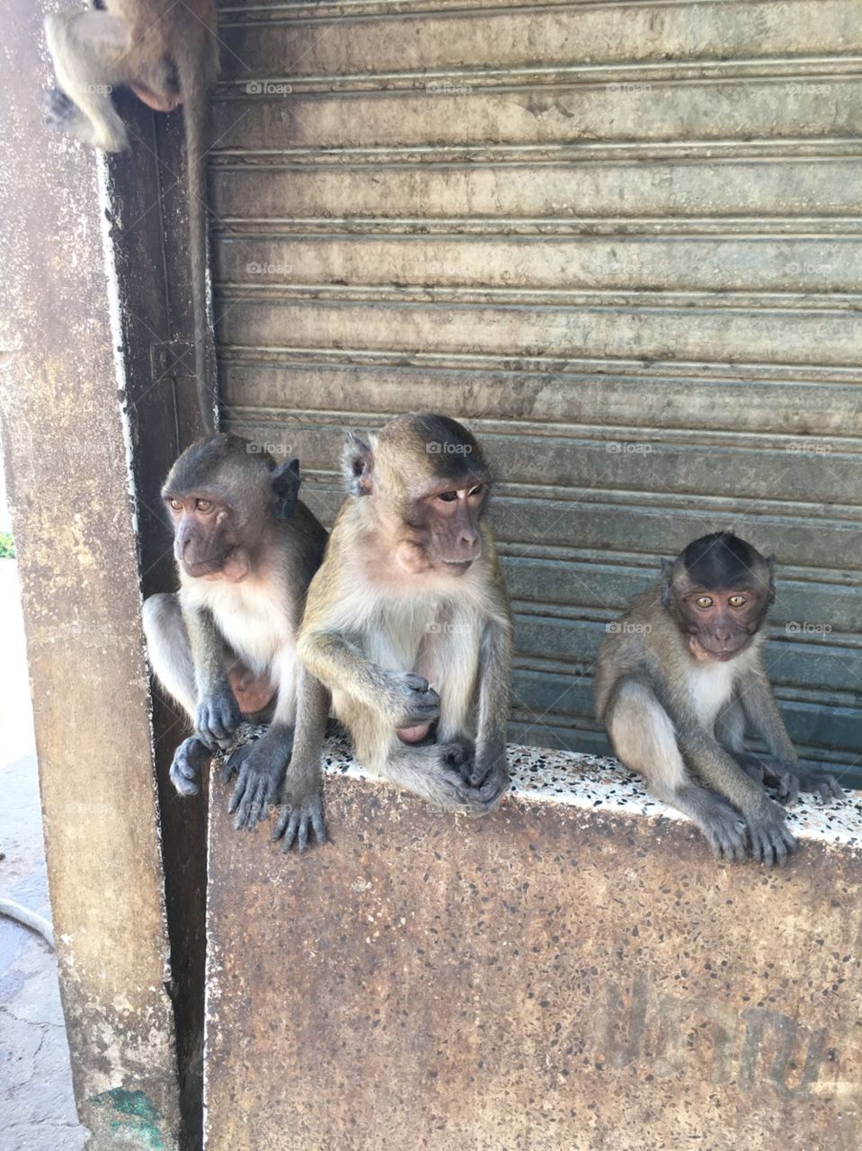 These 3 little friends were enjoying their company just sitting under the shade and relaxing after have some treats 
