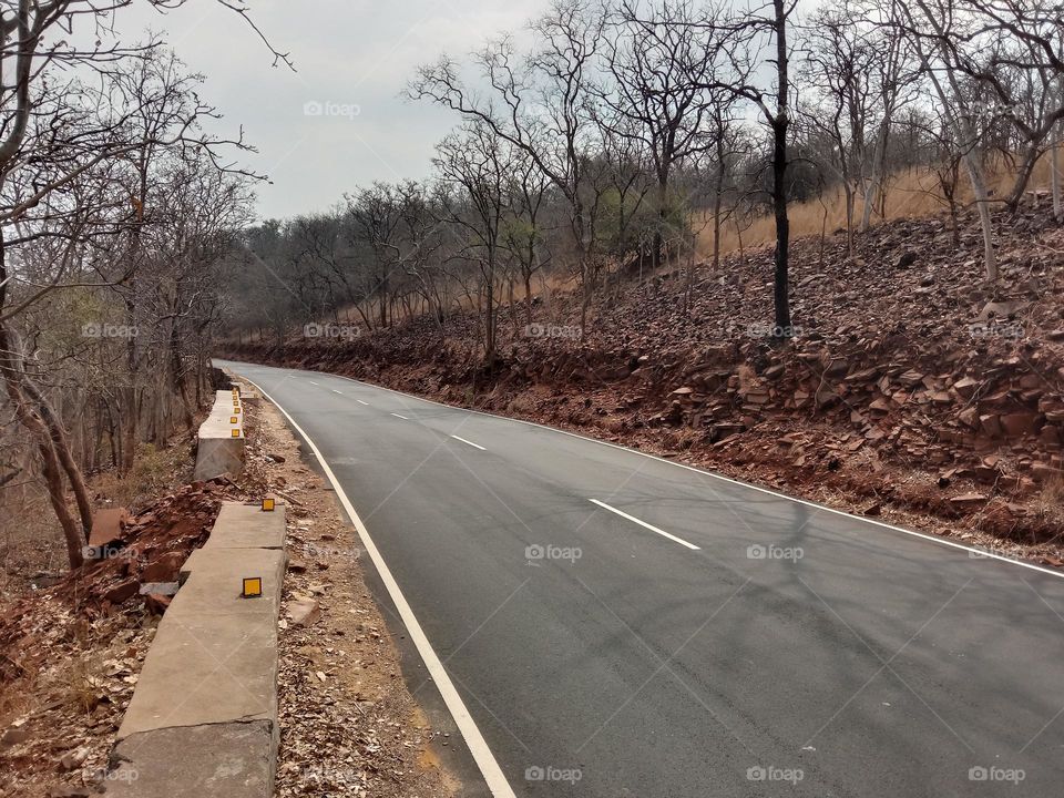 forest road view location