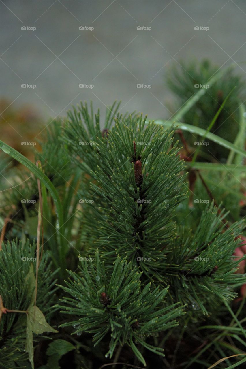 Mountain pines in the rain