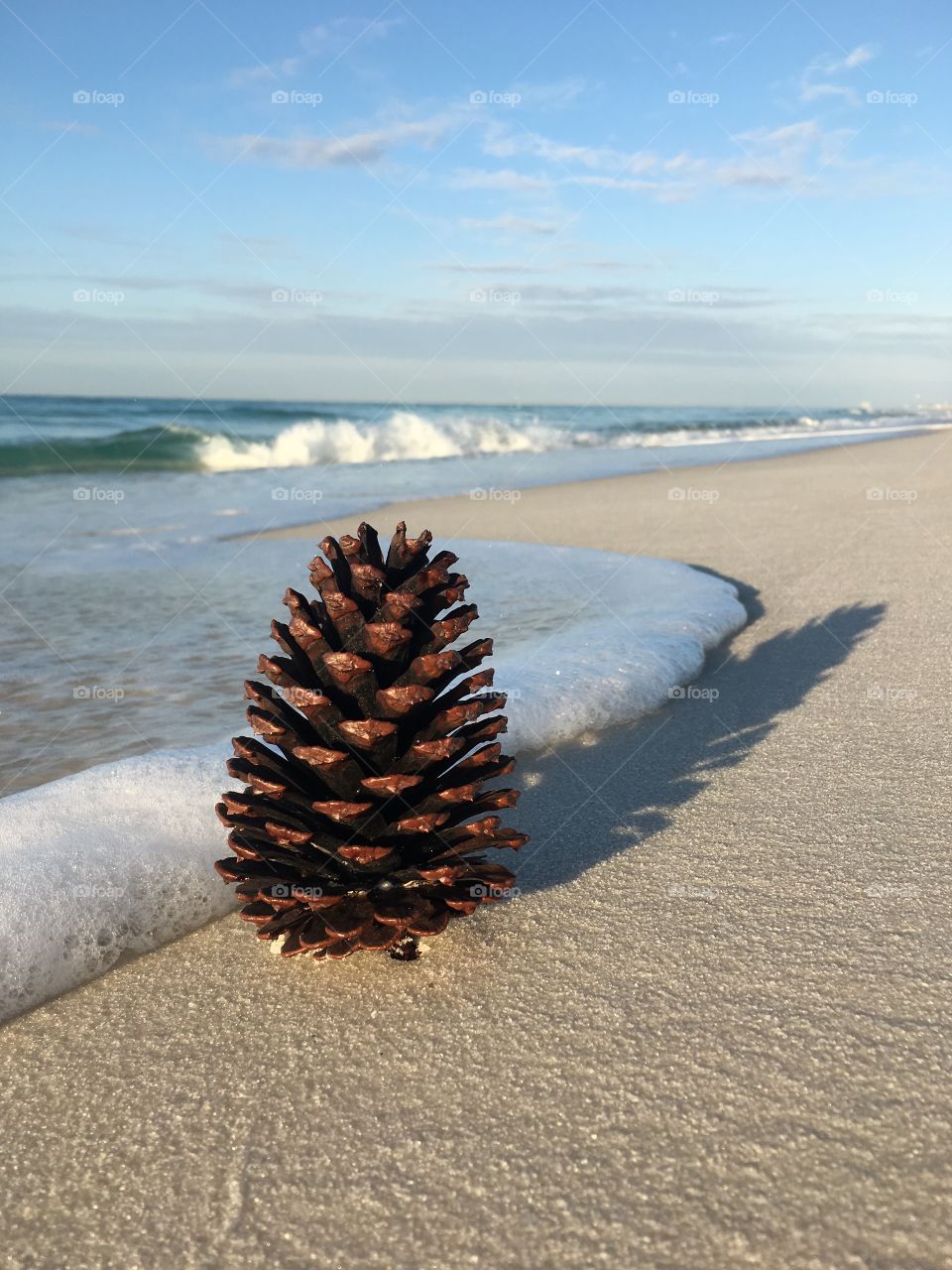 Pine cone and surf
