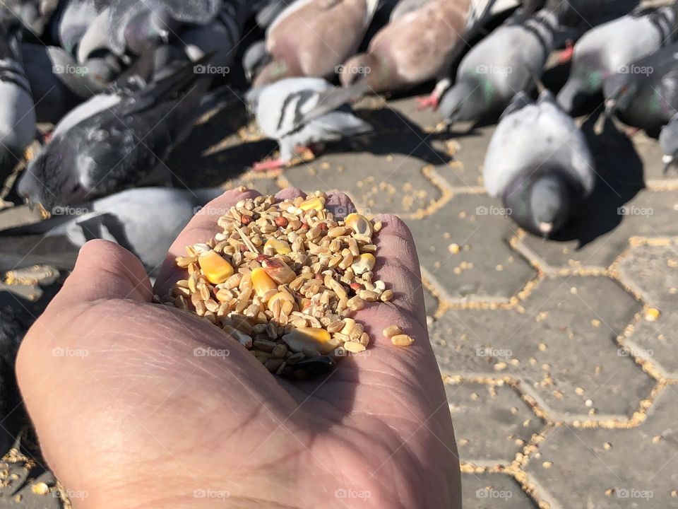 My hand feeds a flock of pigeons 