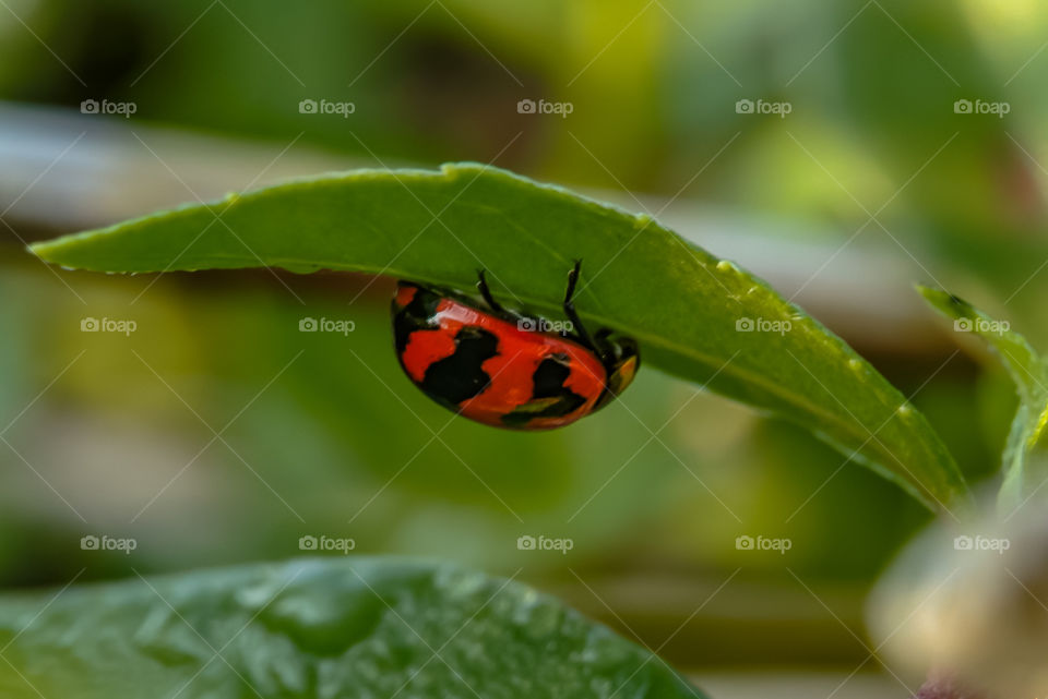 Ladybug