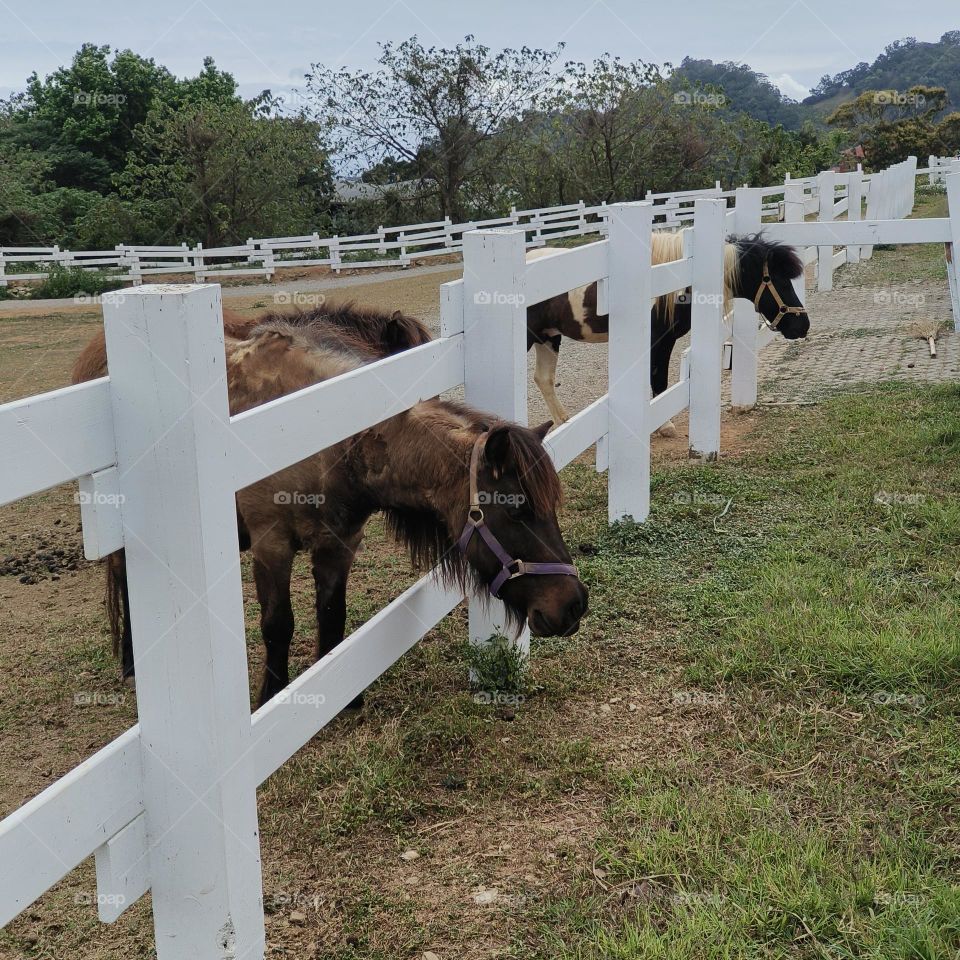 Horses at Chulu Ranch in Beinan Township