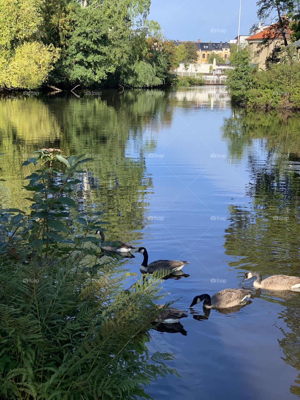 Swans/ Sweden 