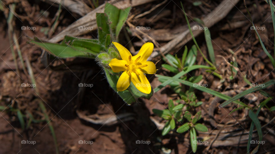 Yellow flower
