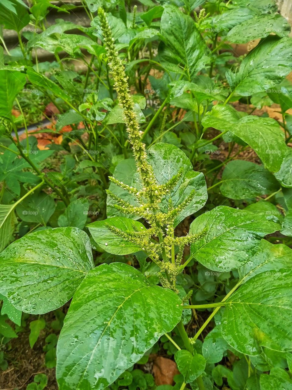 thampala plant in our garden