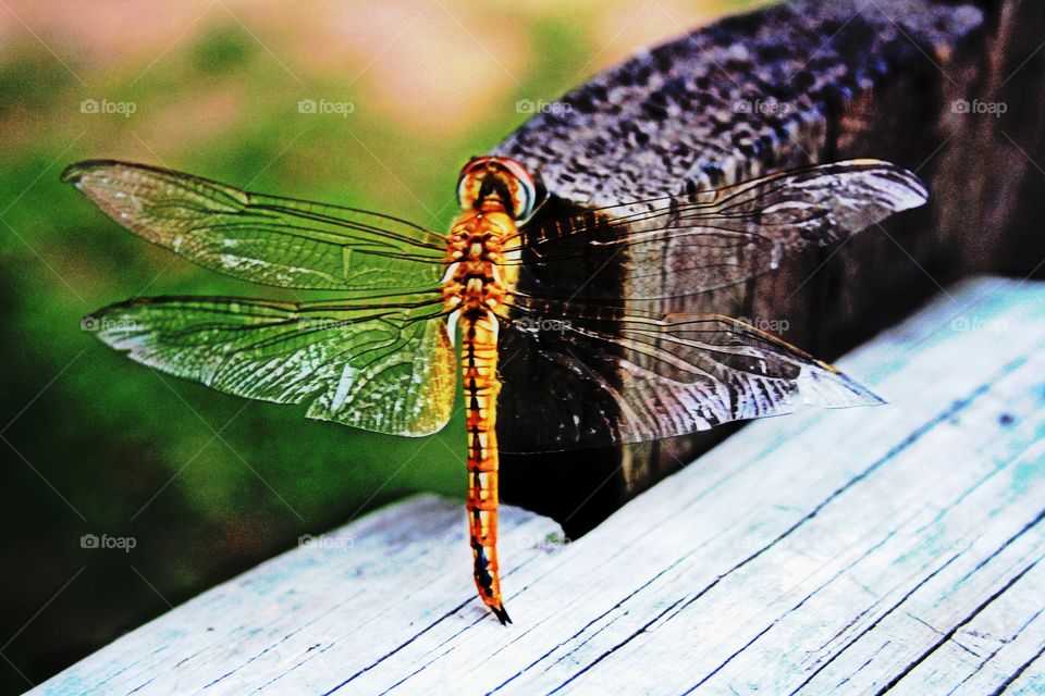 dragonfly