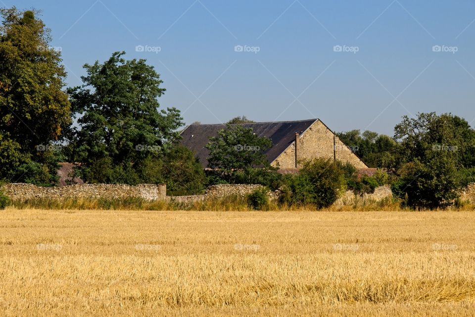 wheat field in the countryside