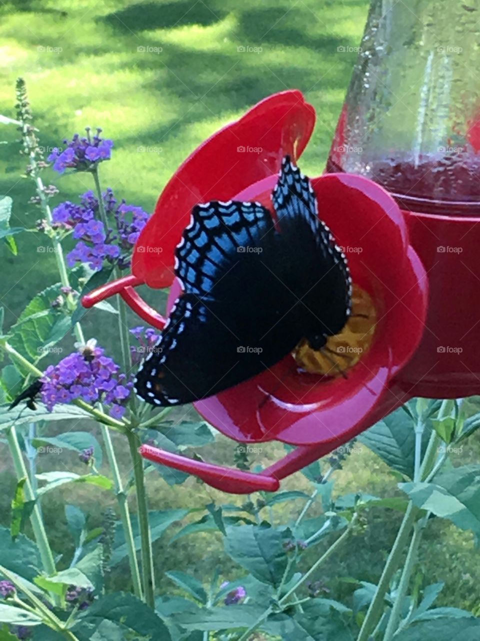 Butterfly in red hummingbird feeder, in garden.