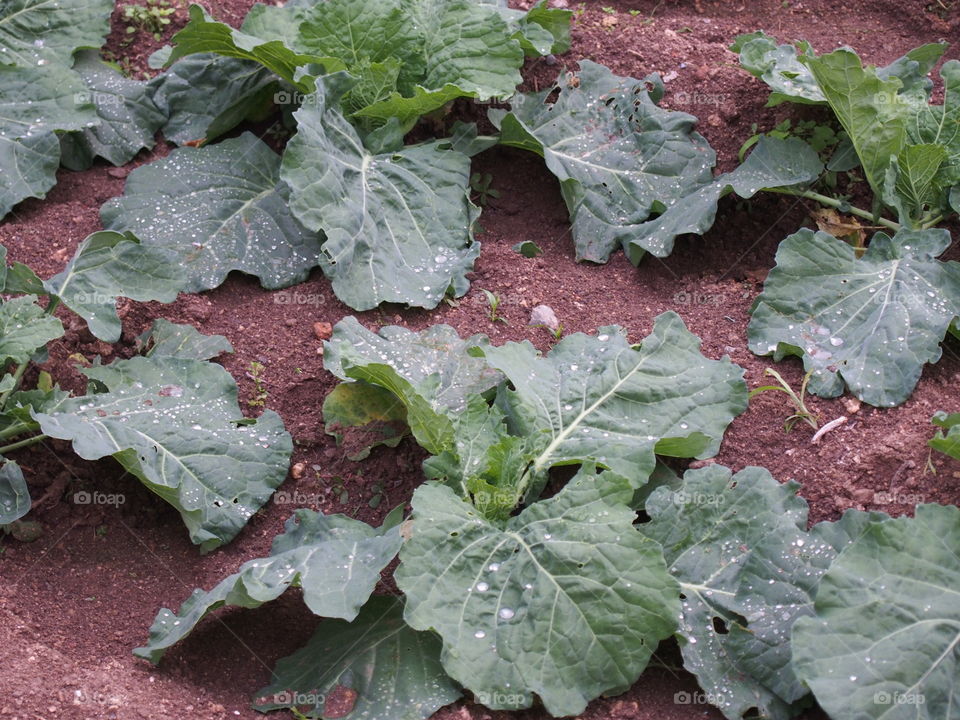 Field planted cabbage