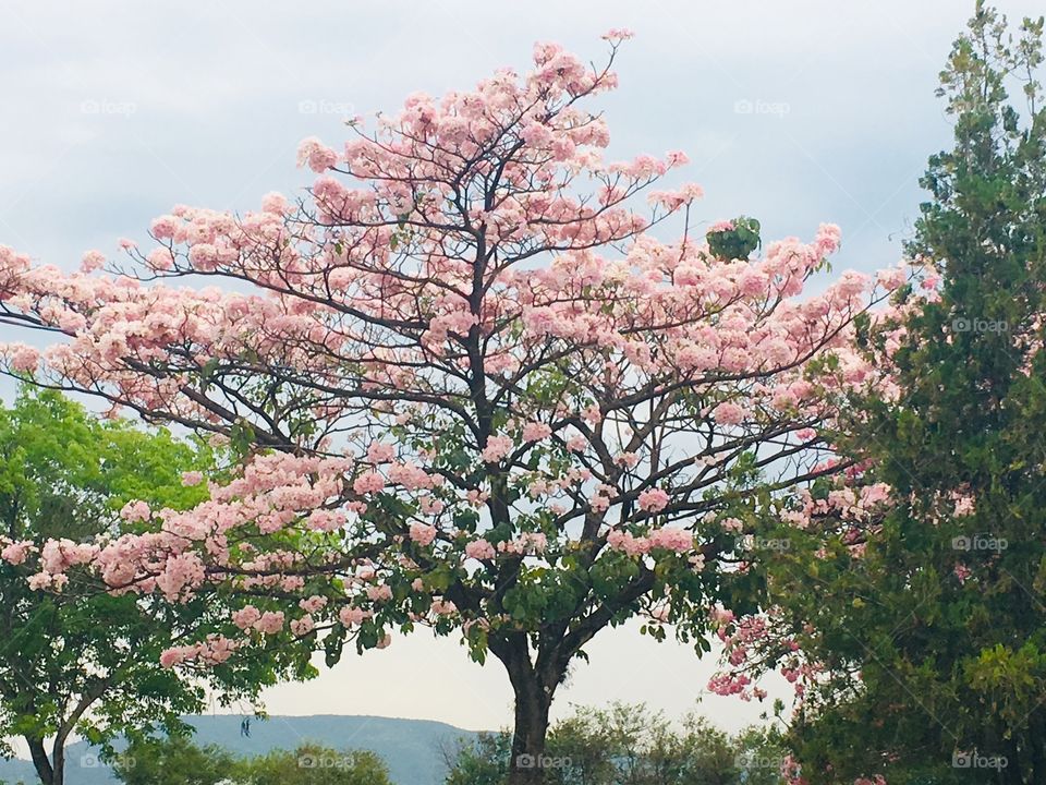 As plantas do Brasil são belíssimas! Eis um exemplo muito bacana: os ipês rosa com as flores abertas. 