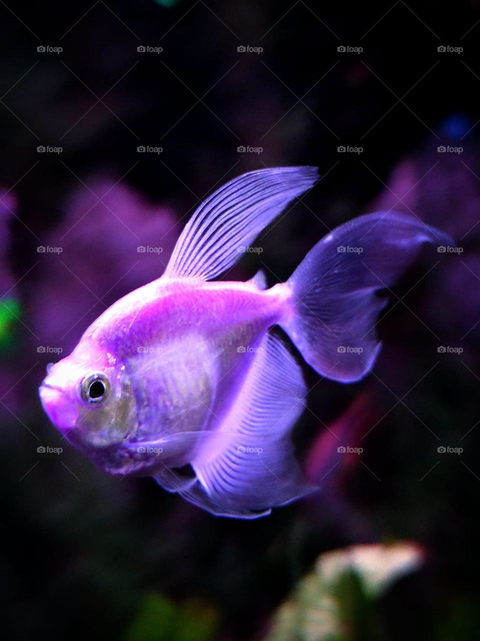 Purple fish in the aquarium
