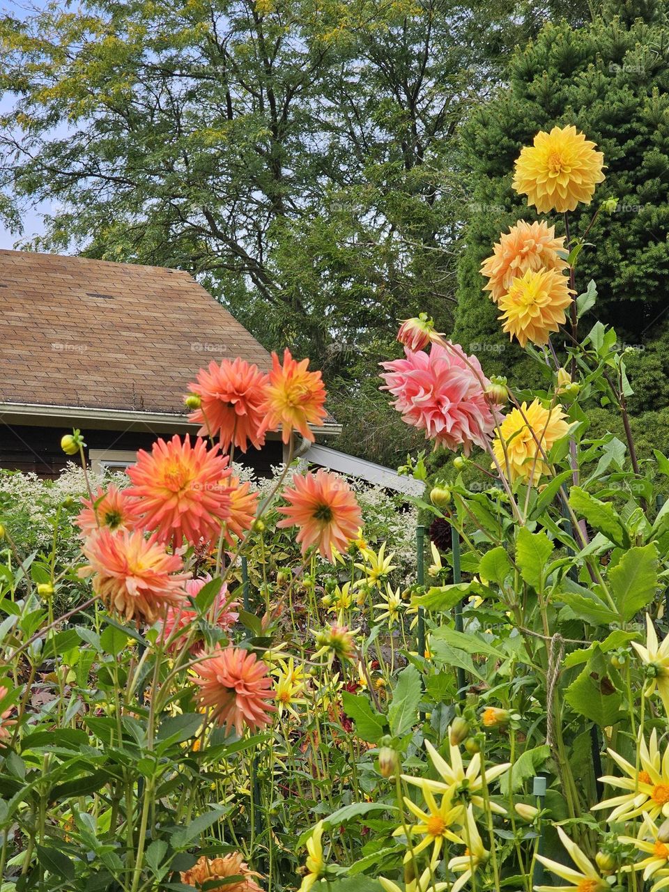 Colorful Flowers in a Pretty Country Cottage Garden