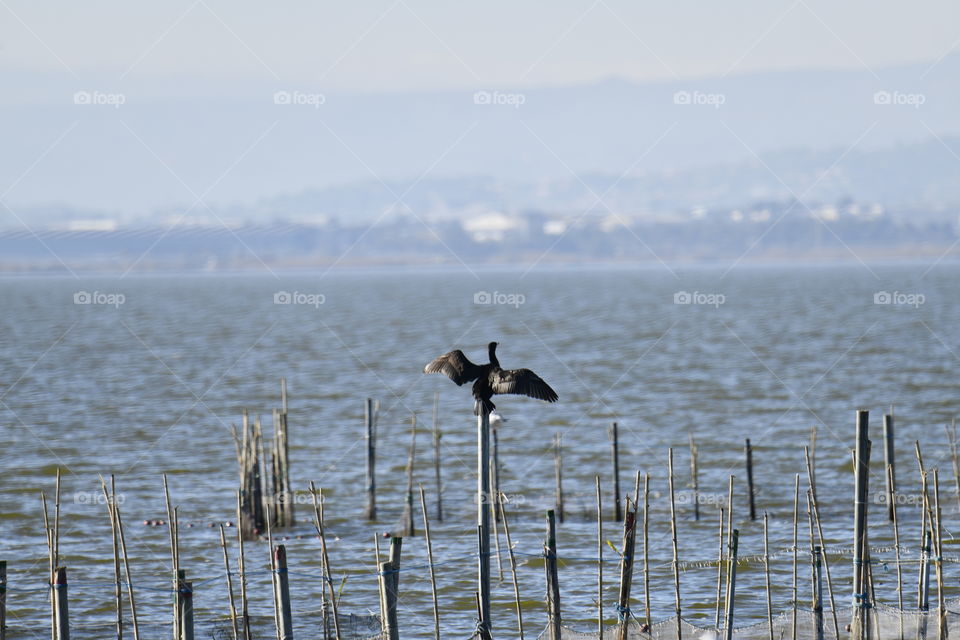 Cormoran tomando el sol-They are basking in the sun