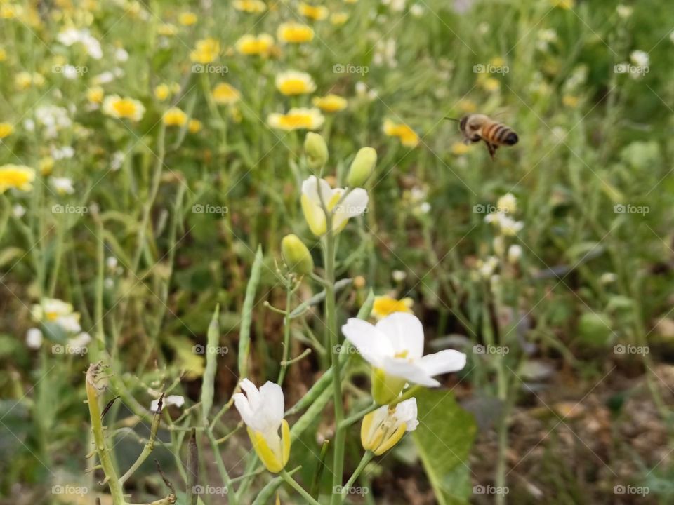 The conringia orientalis and bees