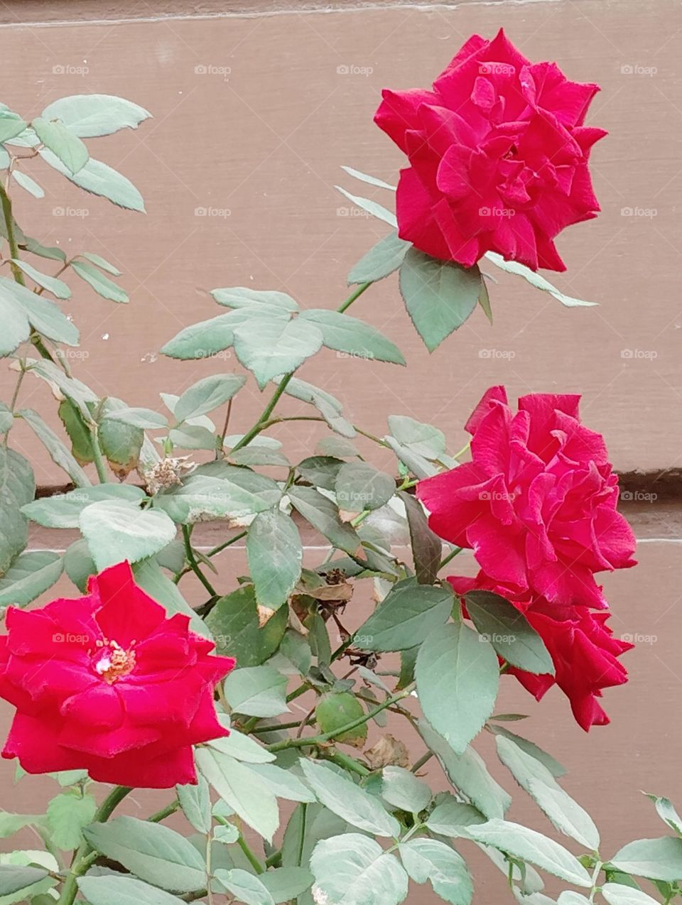 rose pink flower seasonal fresh shurb small size looks very beautiful generally found everywhere