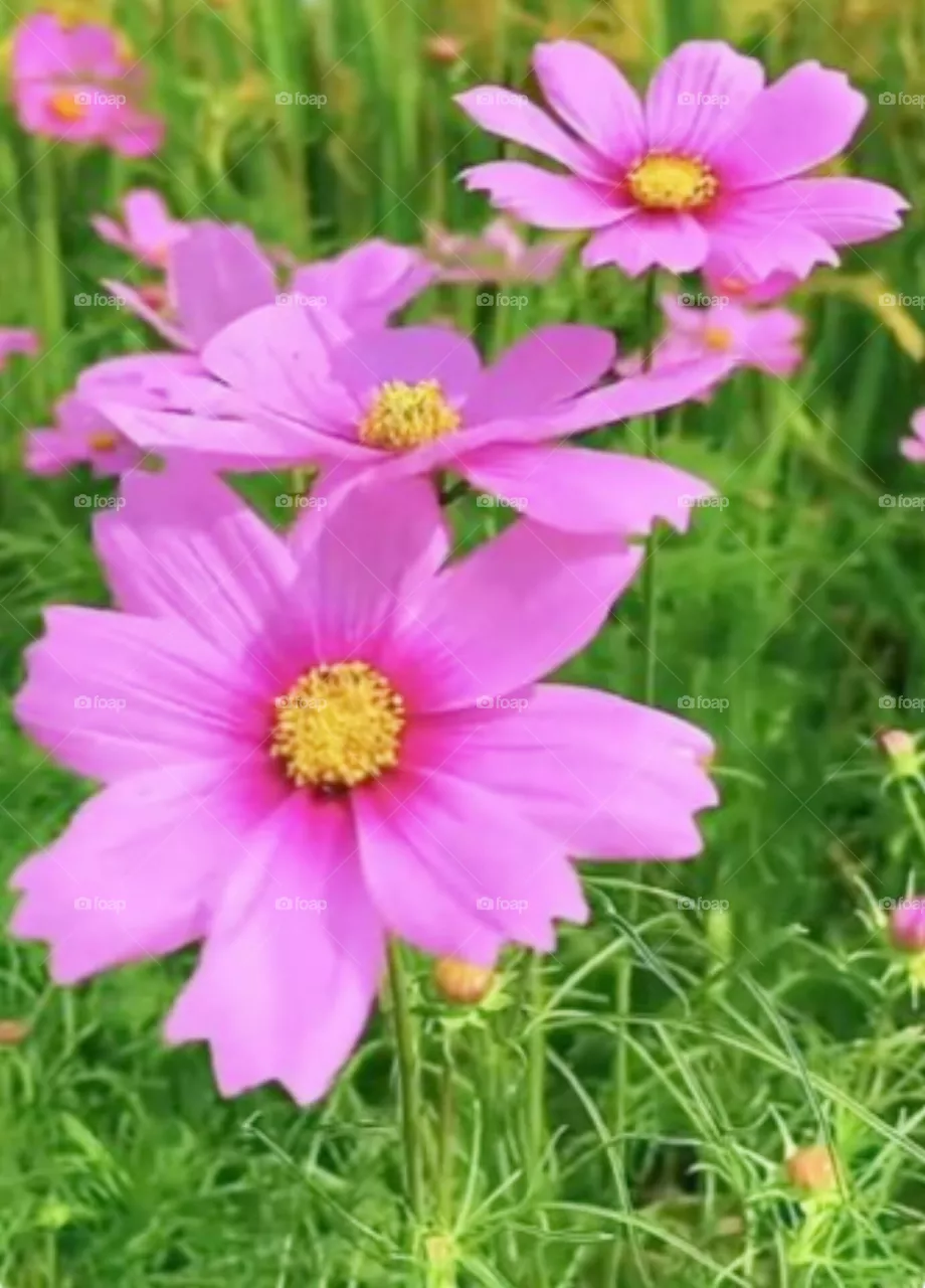 flowers