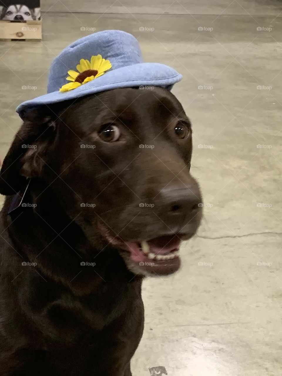 happy lab with sunflower hat