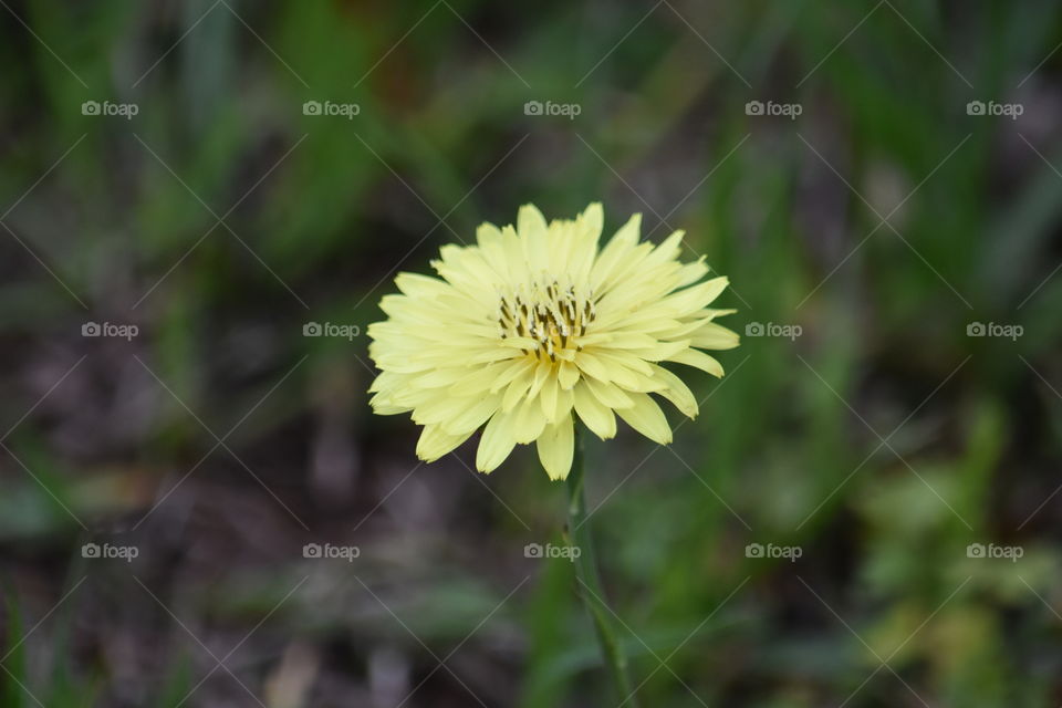 Naturally Occurring Beauty 