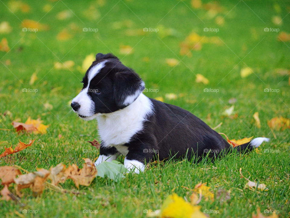 Grass, Dog, Animal, Cute, Canine