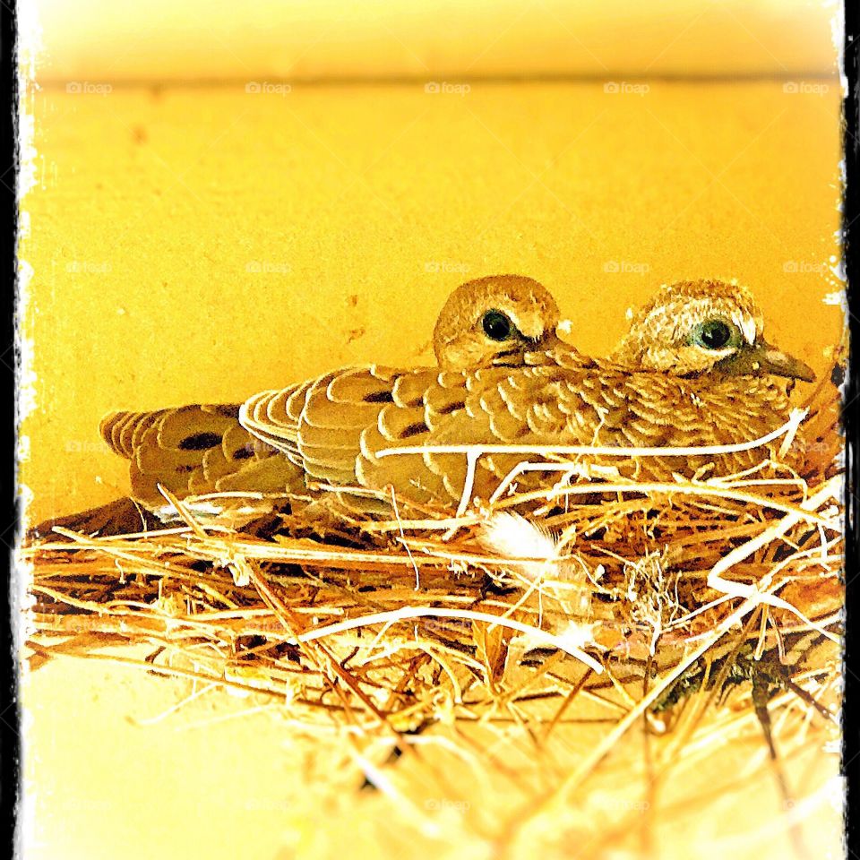 Baby doves, 3 days old, nest is in the eaves of a back patio structure. 