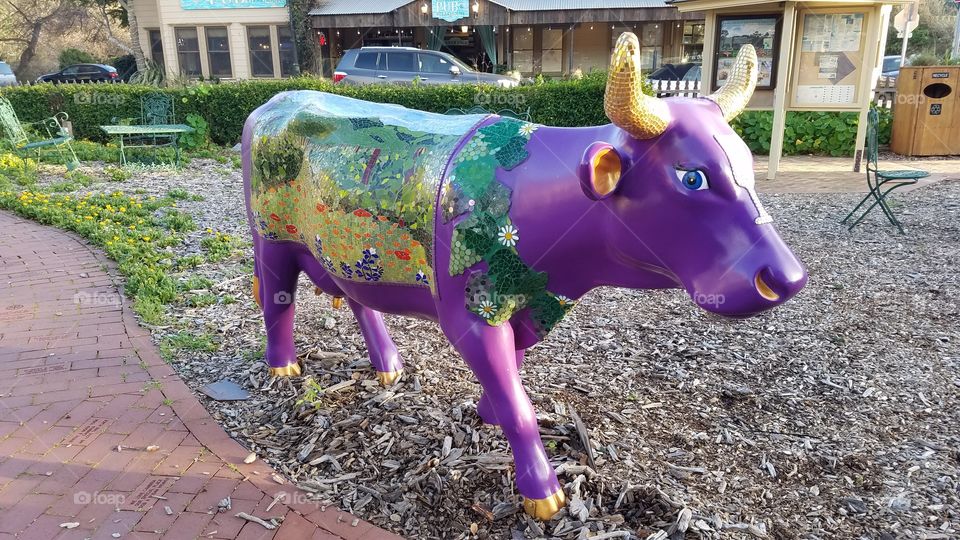 Central California artistic cows