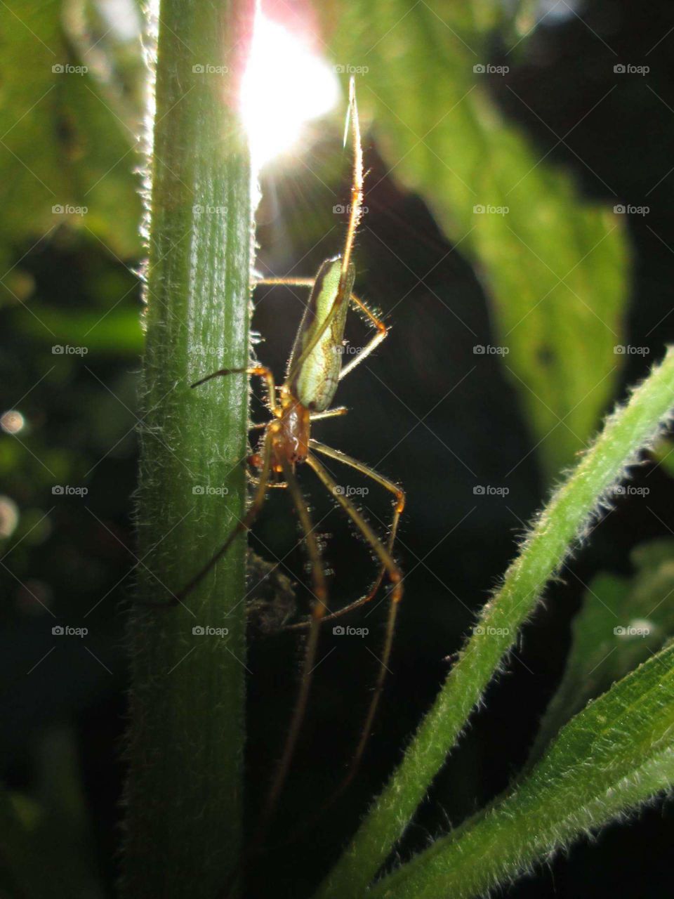 spider in sunrise