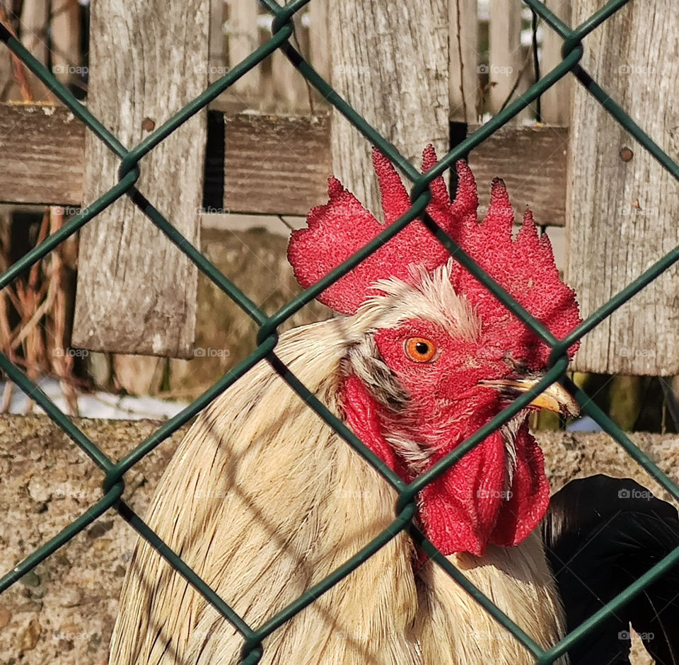 A look beyond the fence