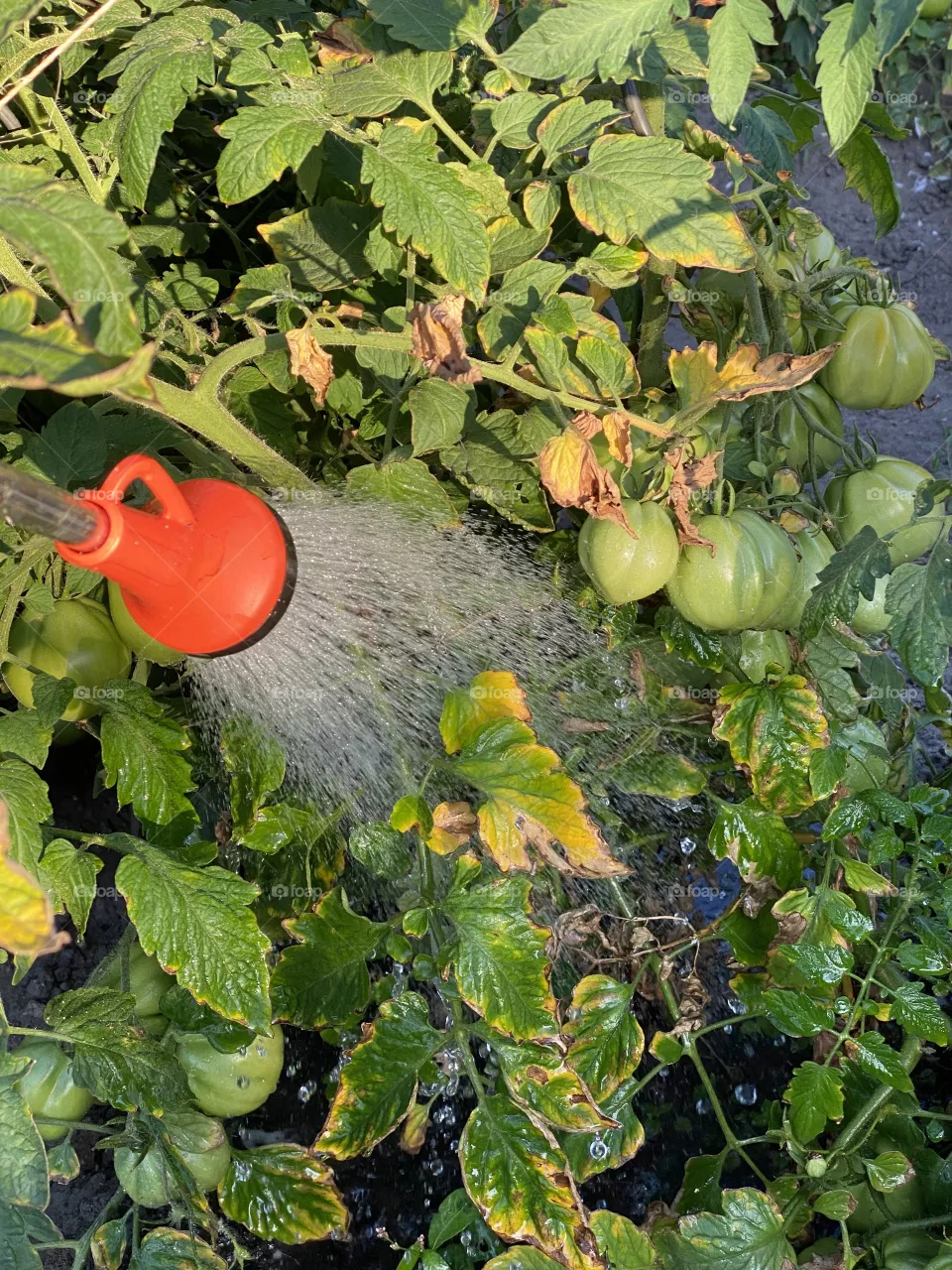 Watering some dry tomato plants