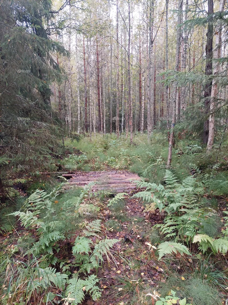 Walk in the forrest