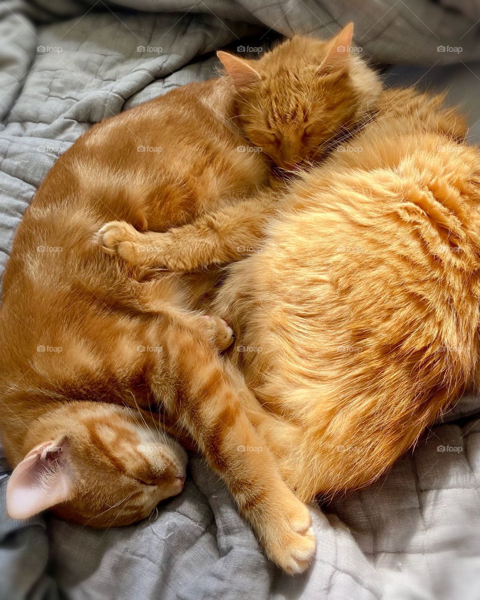 Two orange tabbies cuddle for a sweet nap near a sunlit window on a lazy afternoon 