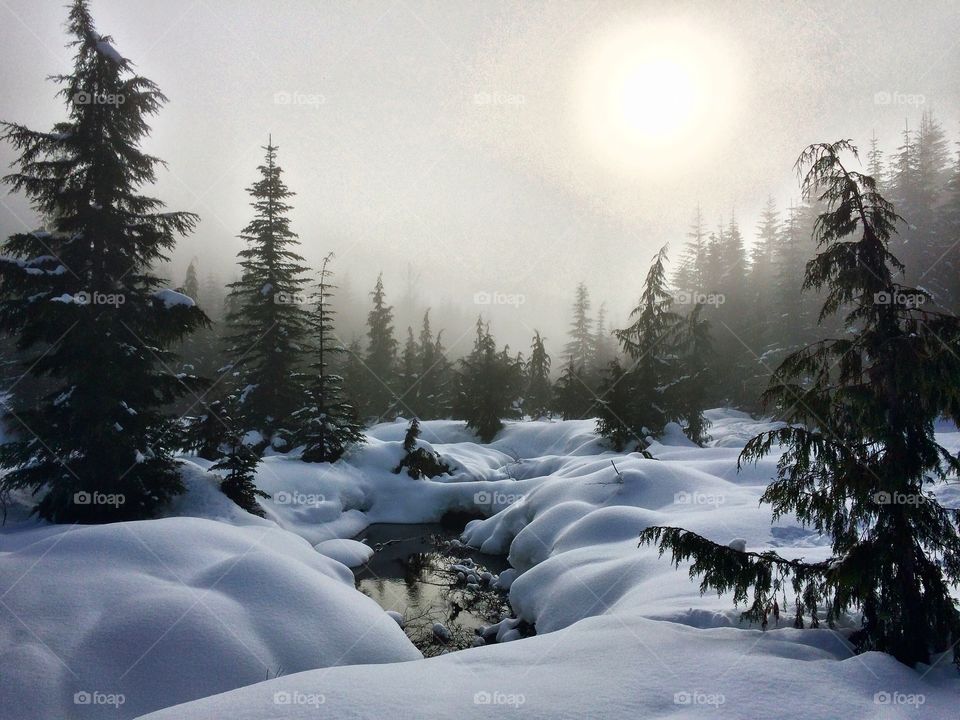 A foggy morning, peaceful snowshoe across a fresh blanket of snow. 