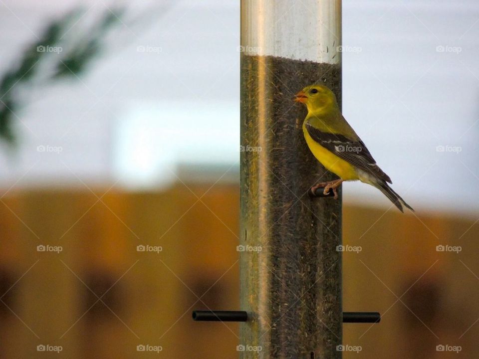 Yellow Finch