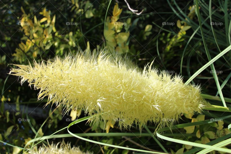 Nature, Flora, Summer, Closeup, Grass