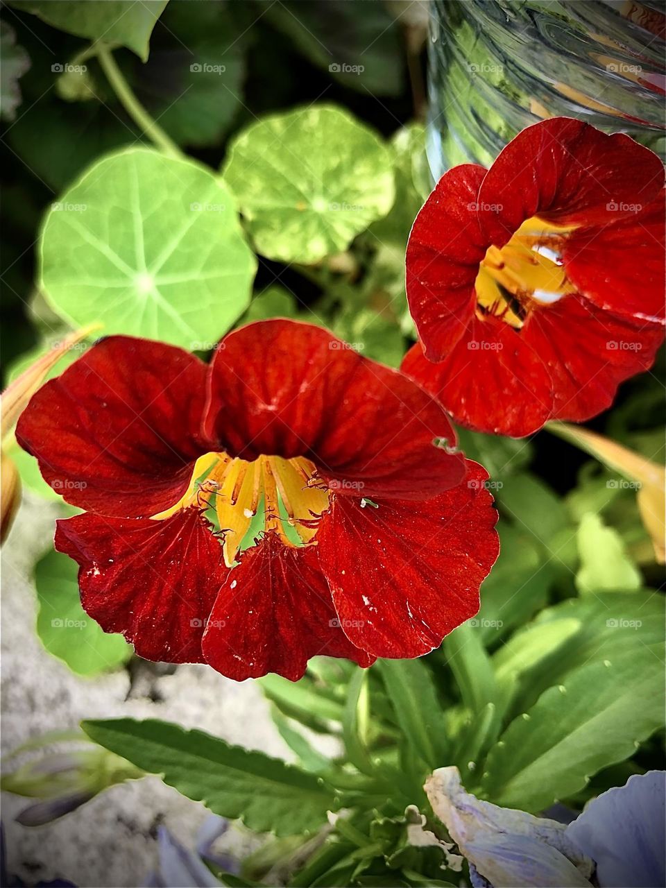 Nasturtiums