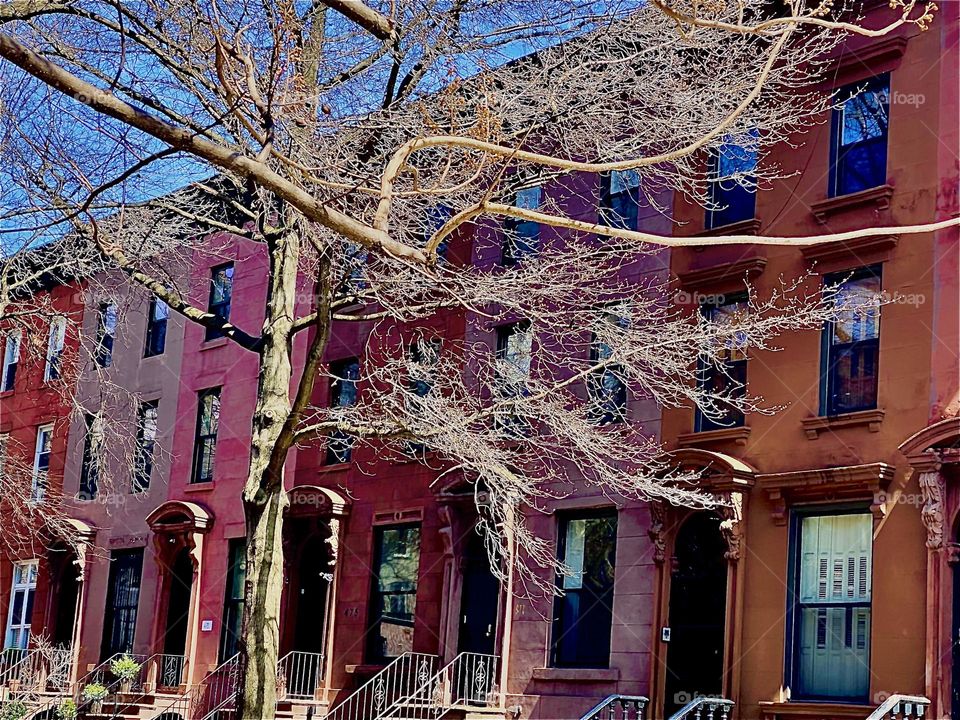 A large brownstone building is peeking out from behind this barren tree with its multi linked branches reaching for the sky in Fort Greene, Bklyn, NY on Waverly St. 2022. Hypnotic Productions